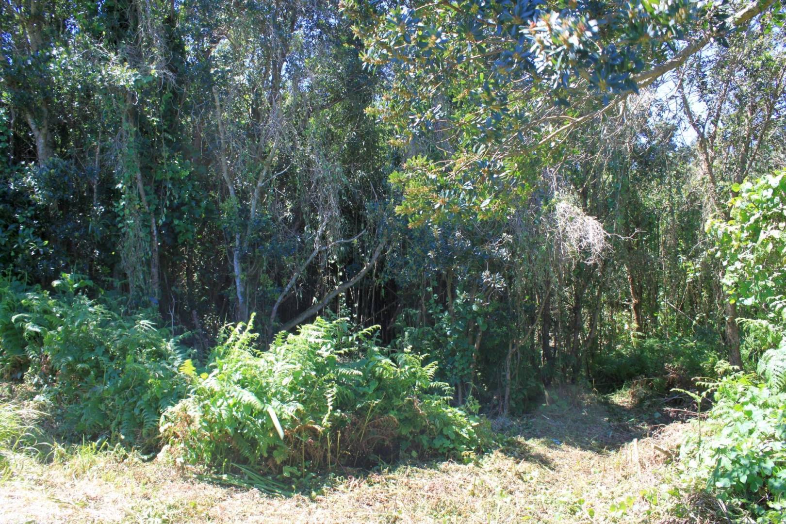 Traditional house in a natural area of Faial island - Azores Properties